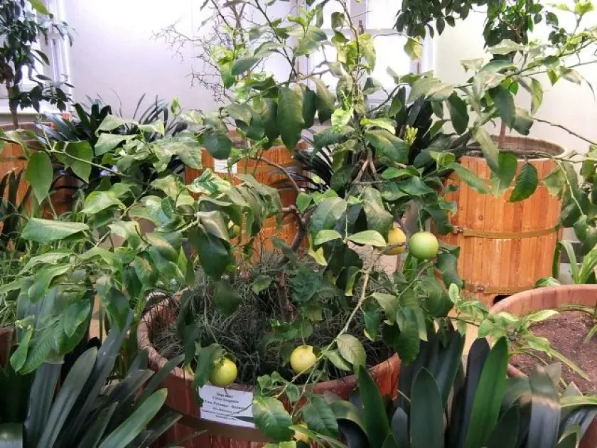Bergamot