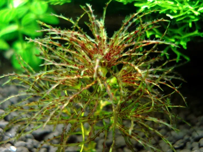 Najas malesiana
