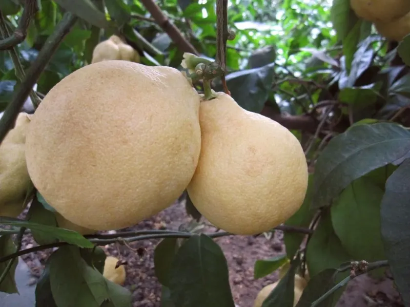 Citron