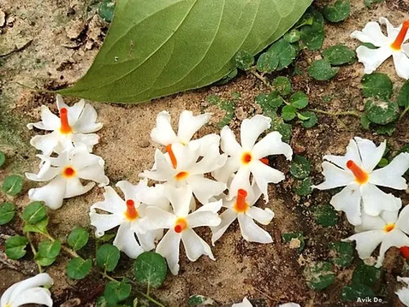 Night-flowering jasmine