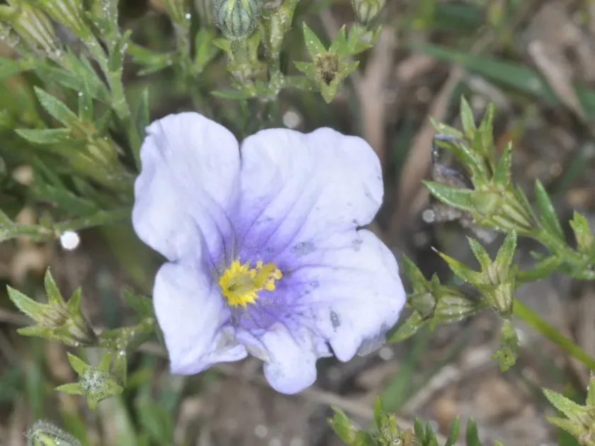 Nierembergia linariifolia