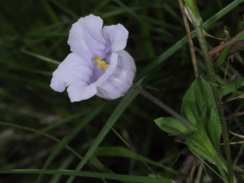 Nierembergia veitchii