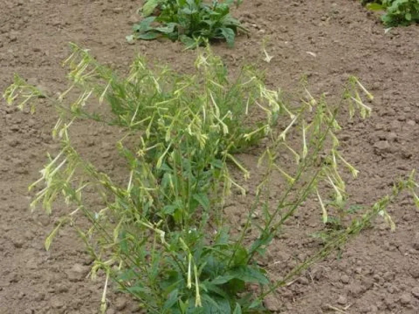 Nicotiana exigua