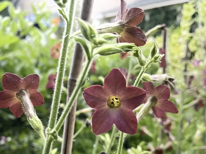 Nicotiana arentsii