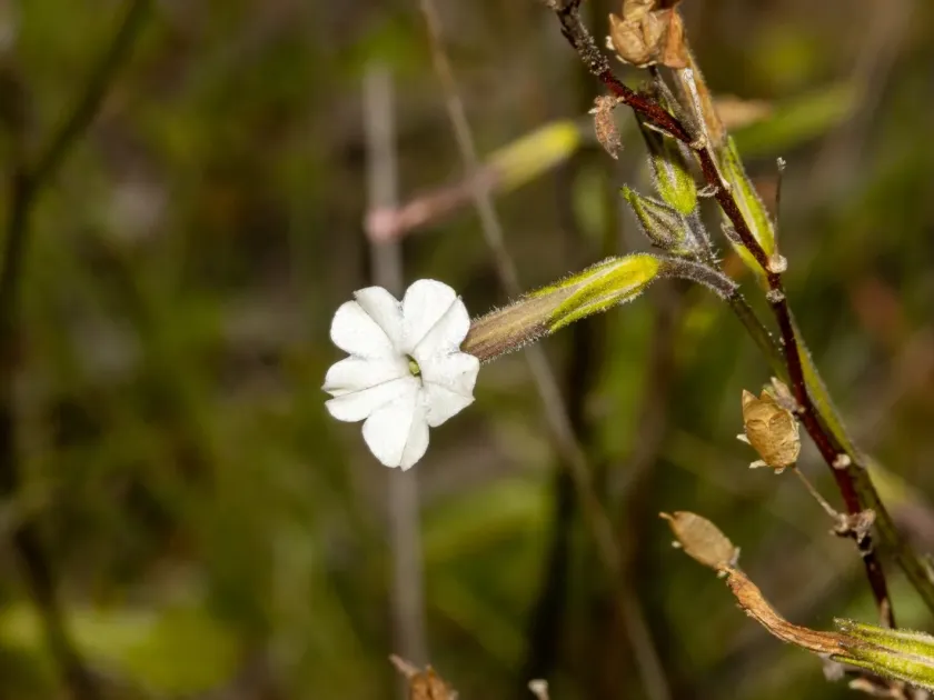 Nicotiana goodspeedii