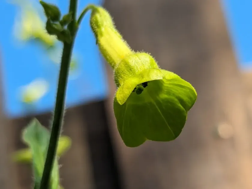 Nicotiana langsdorffii