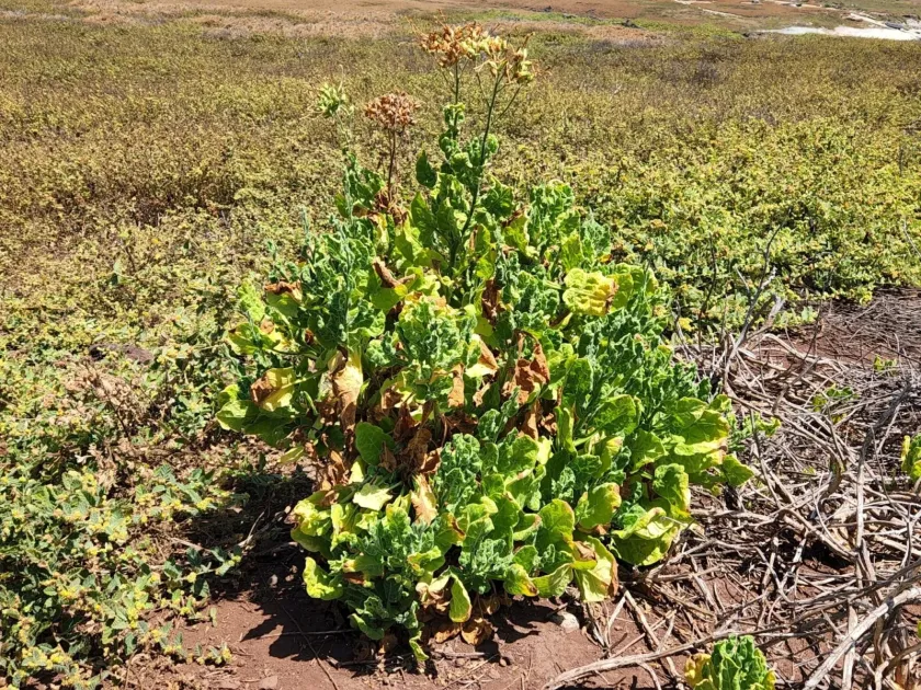 Nicotiana nesophila