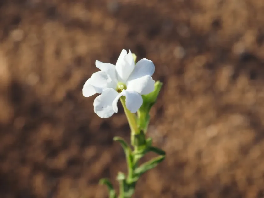 Nicotiana occidentalis