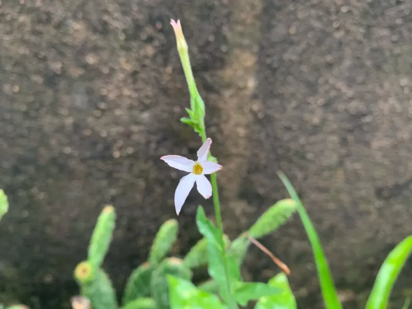 Nicotiana cavanillesii