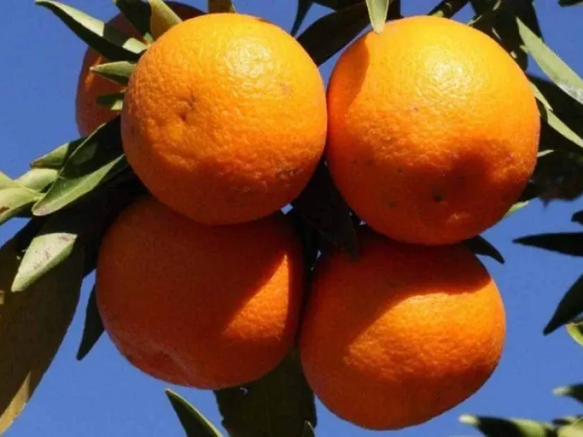 Clementine