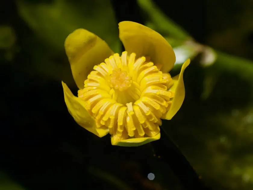 Japanese yellow water lily