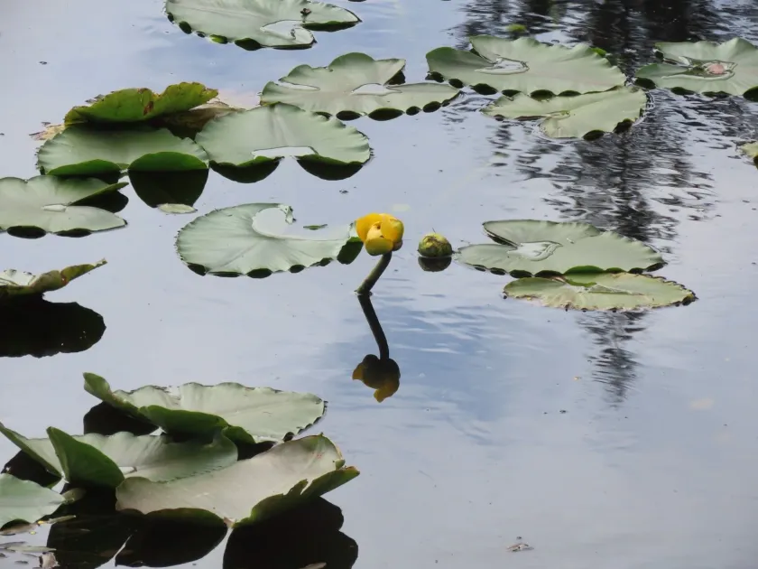 Rocky Mountain pond lily