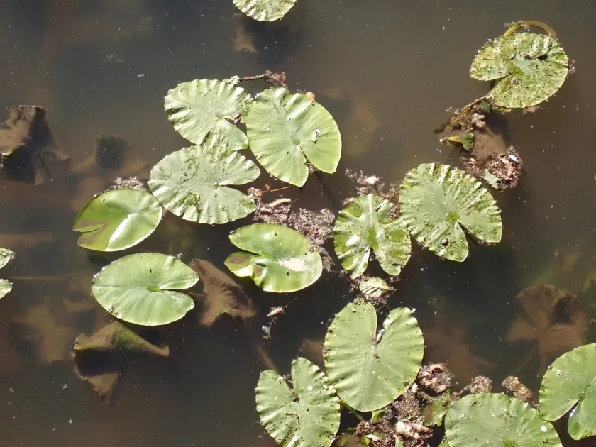 Yellow water-lily