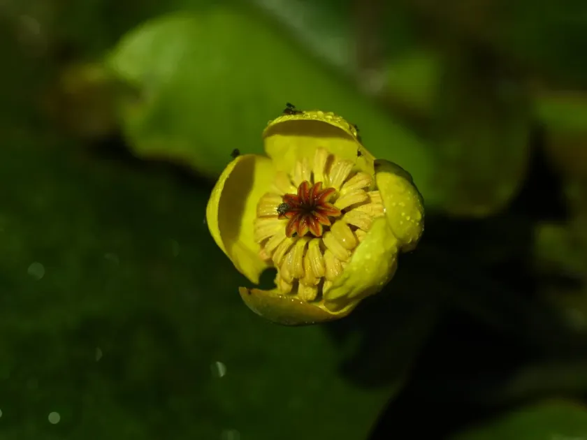 Small yellow water lily