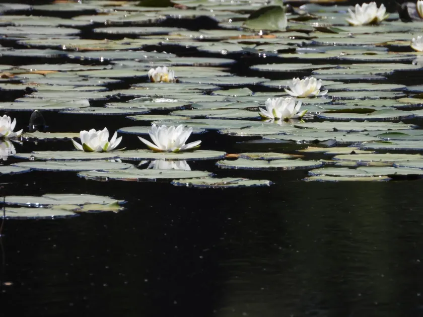 White water lily