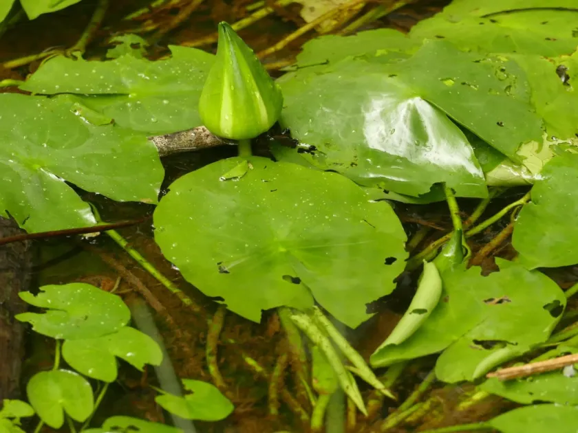 Nymphaea glandulifera