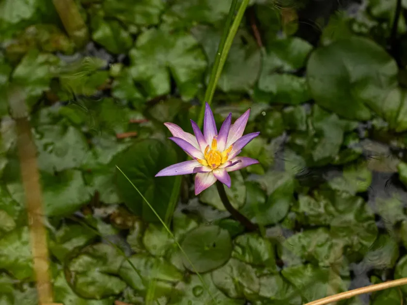 Heudelot's water lily