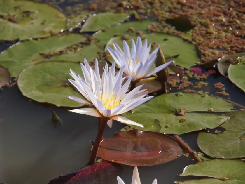 Nymphaea micrantha