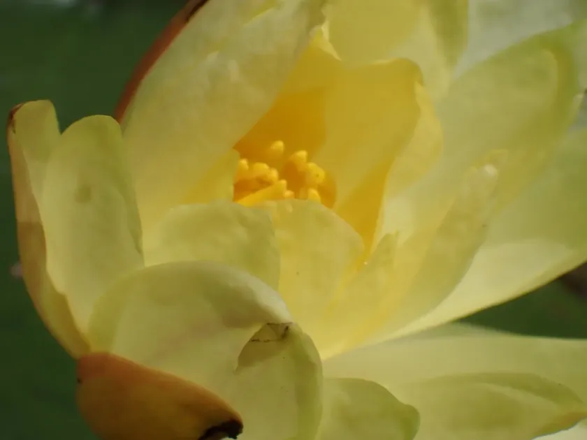 Mexican waterlily