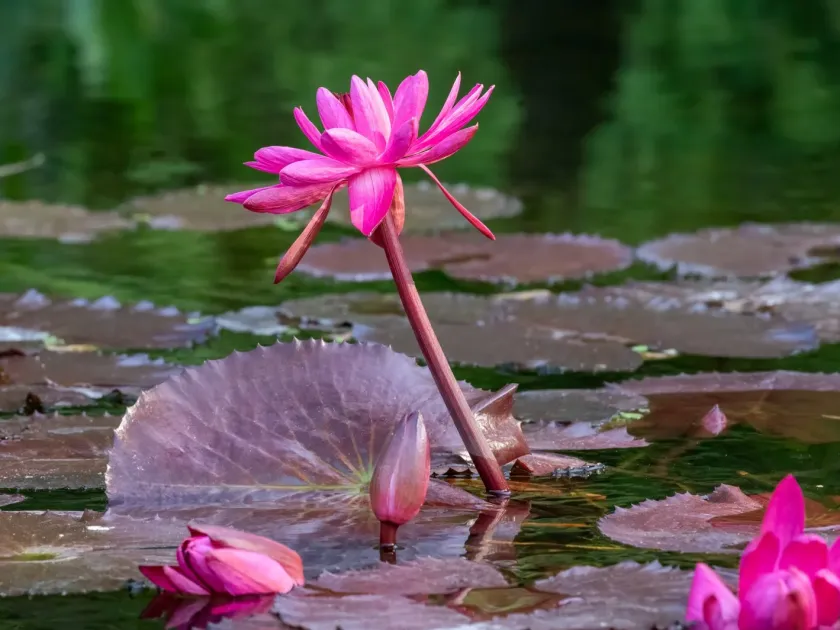 Red Water Lily
