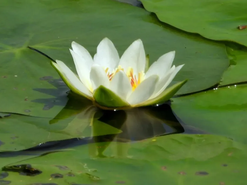Pygmy water lily