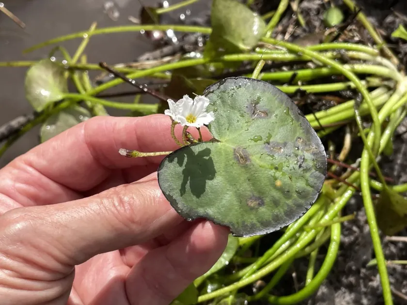 Nymphoides aquatica