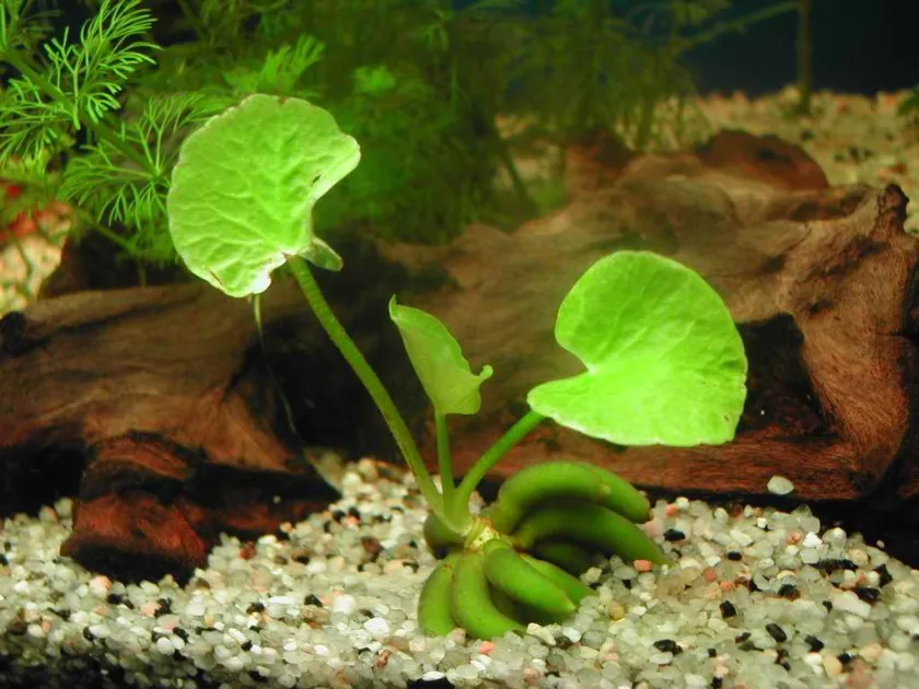 Wavy marshwort