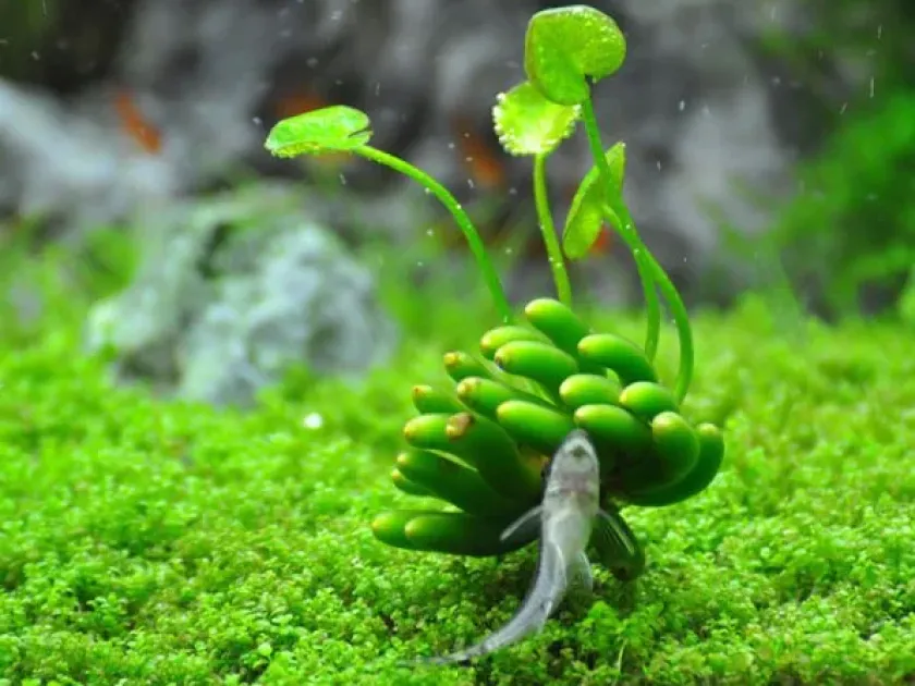 Nymphoides hastata