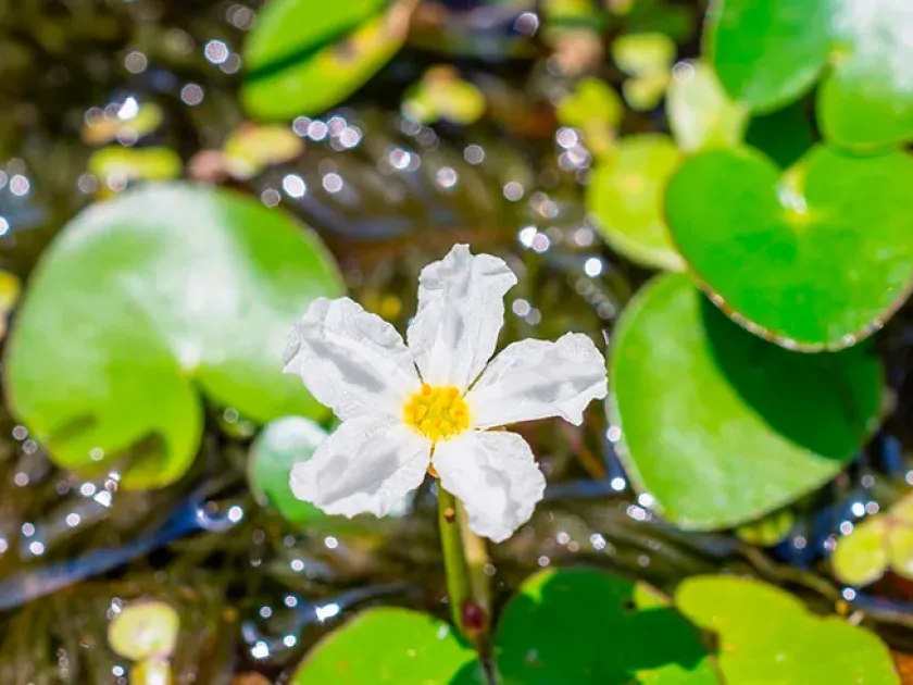 Nymphoides parviflora