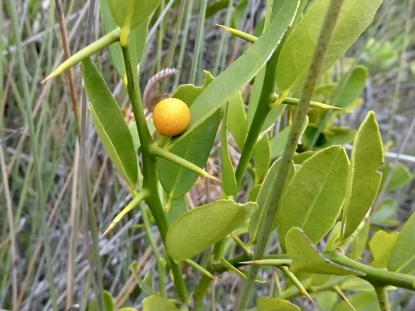 Hinds' citrus
