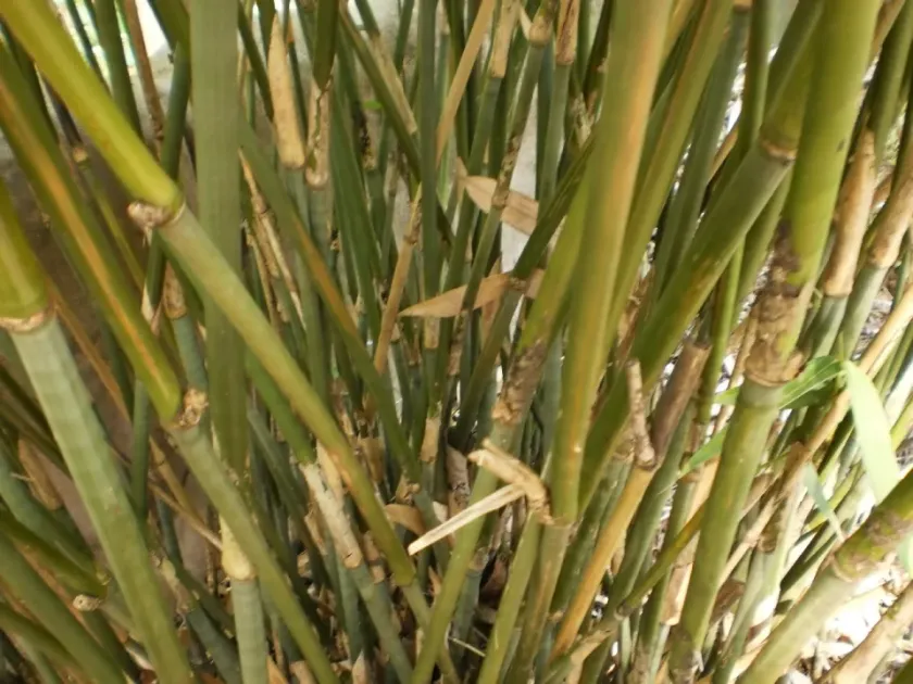 Ochlandra travancorica