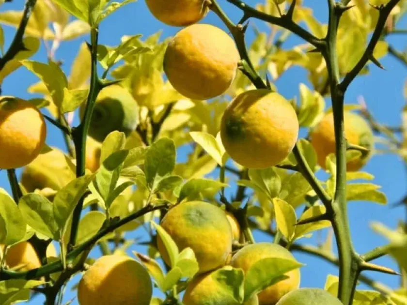 Citramquat
