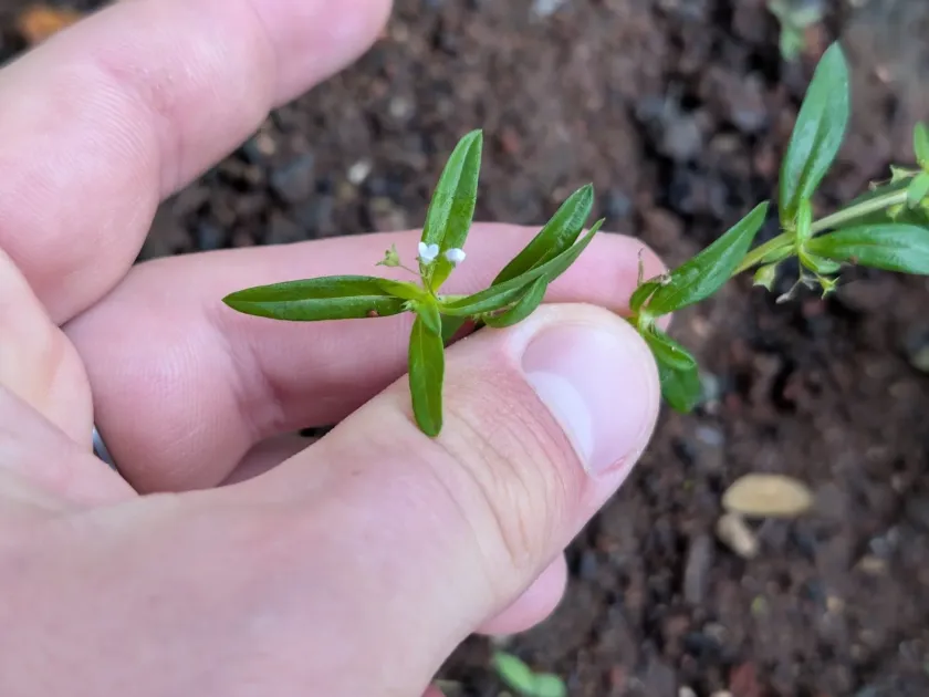Oldenlandia corymbosa