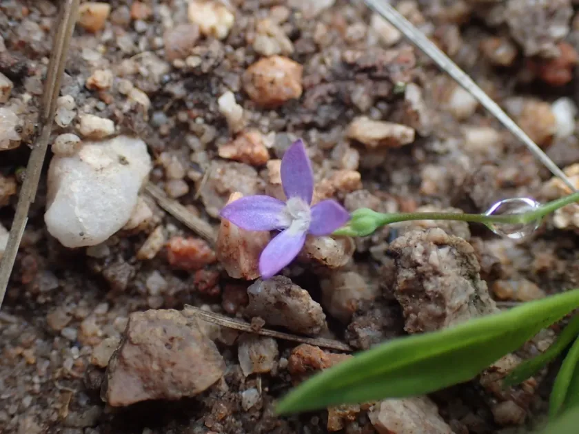 Oldenlandia affinis