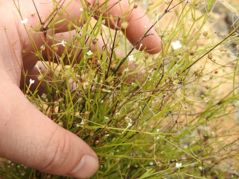 Oldenlandia heynei