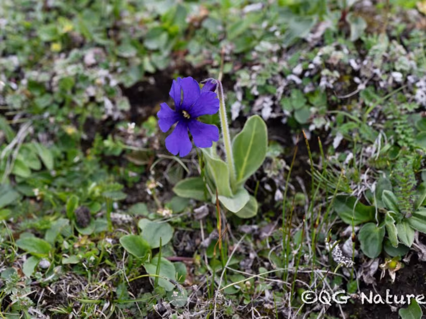 Omphalogramma vinciflorum
