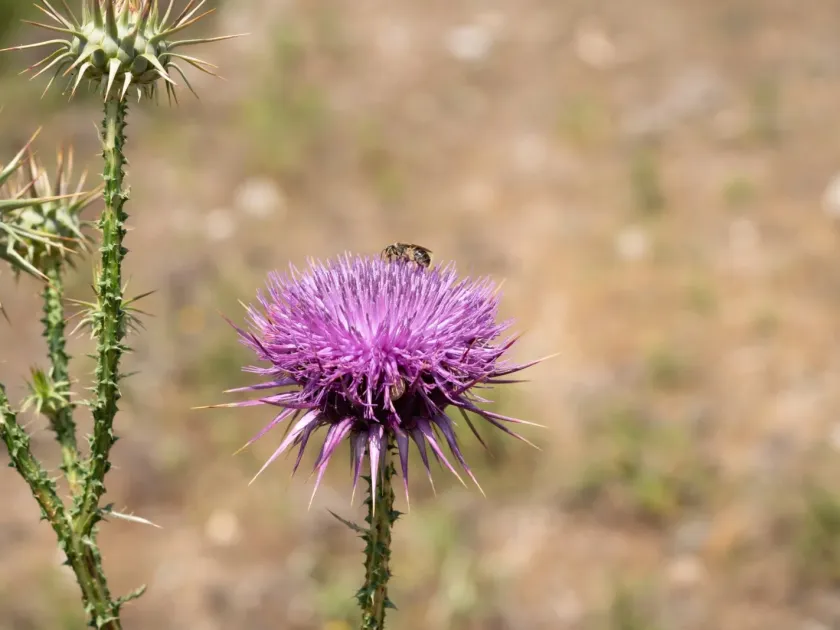 Sibthorp's Cotton Thistle