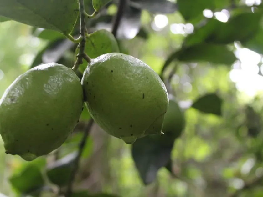 Persian lime