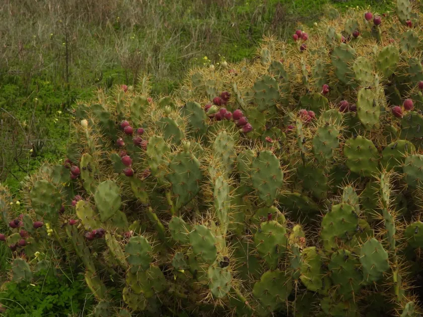 Prickly pear