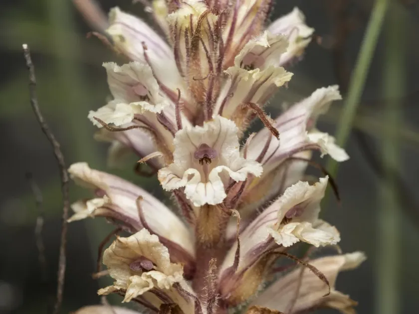 Wormwood broomrape