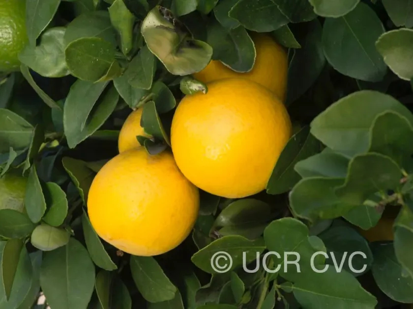 Long-spined lime