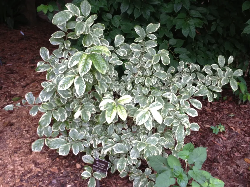Orixa japonica