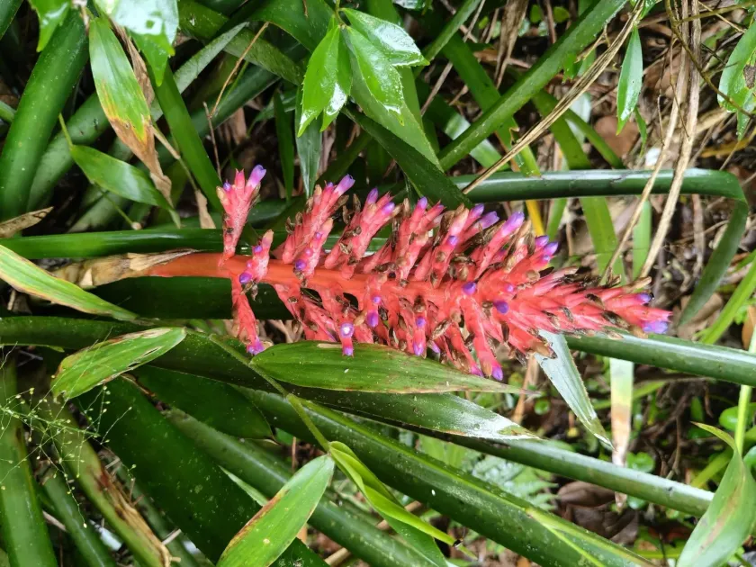 Aechmea distichantha