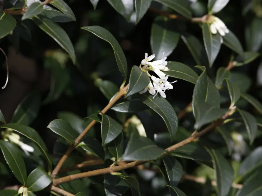 Burkwood osmanthus