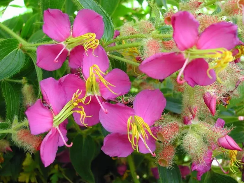 Osbeckia crinita