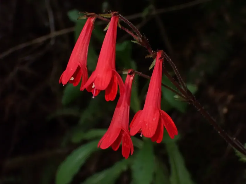 Ourisia coccinea
