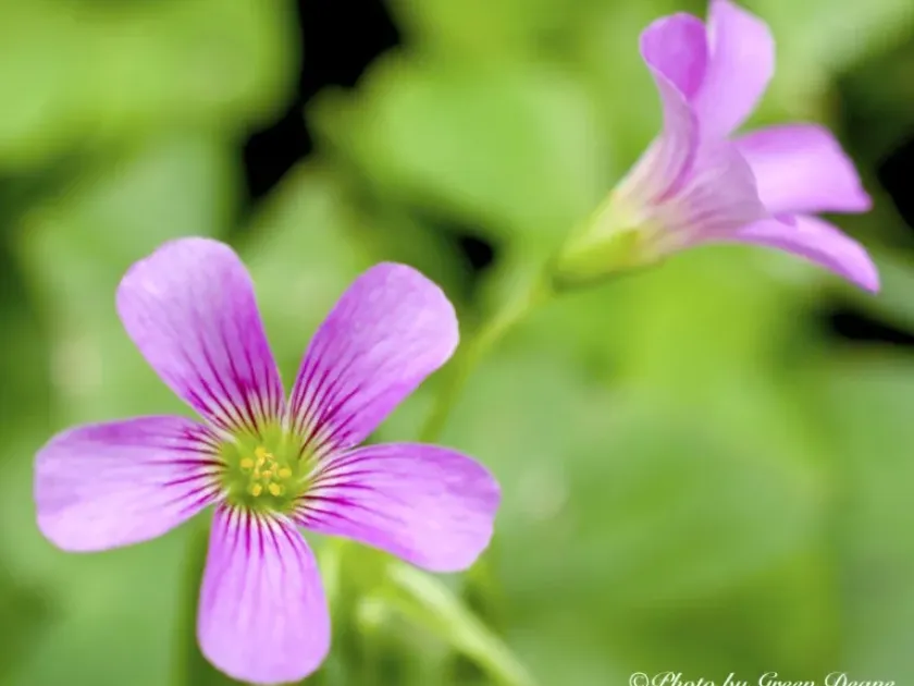Intermediate wood-sorrel