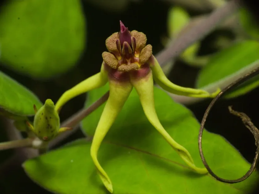 Oxypetalum banksii