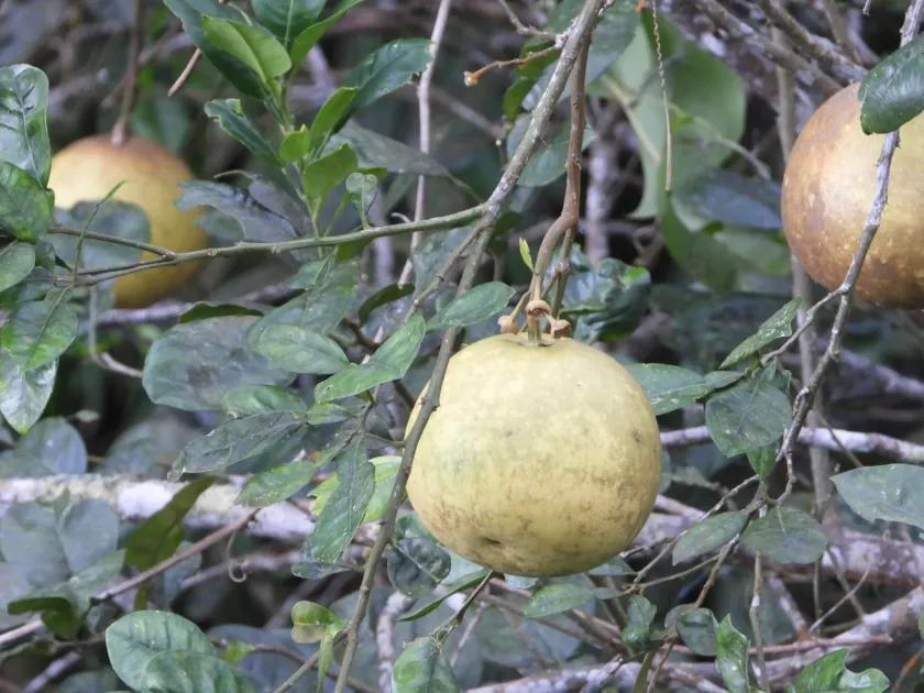 Pomelo