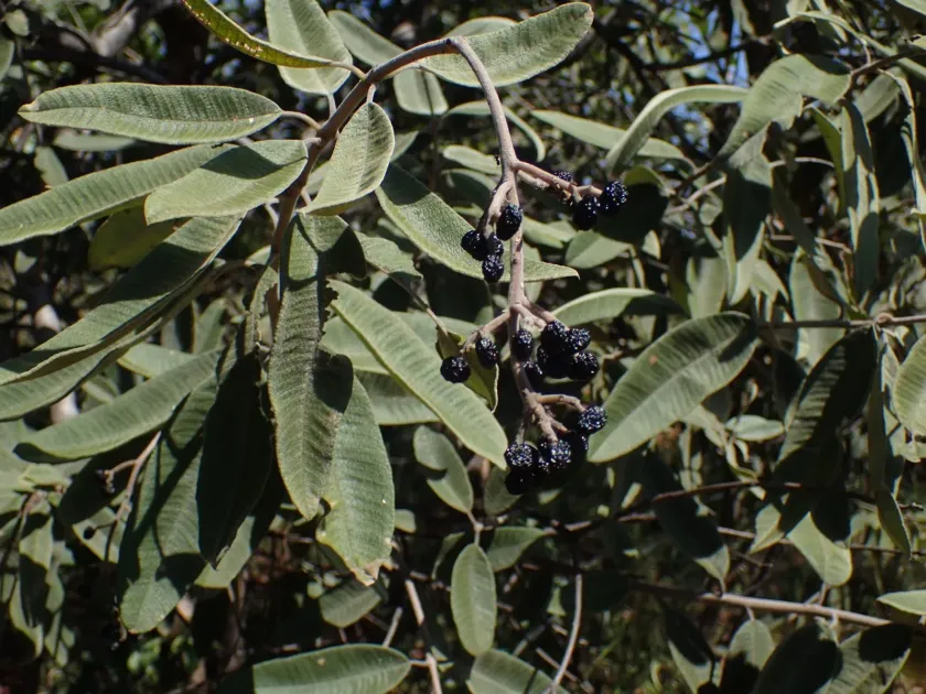 Ozoroa insignis